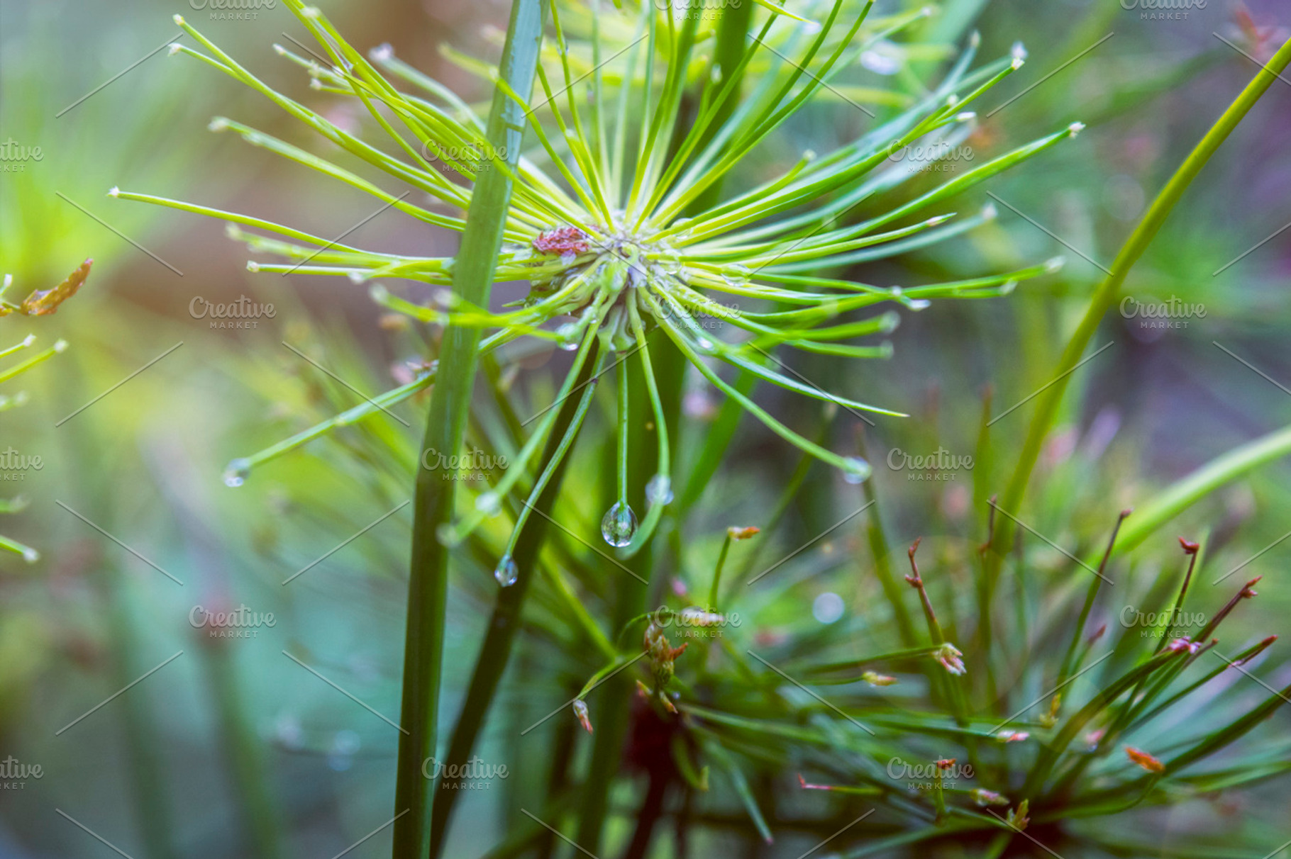 Papyrus Plant, a Nature Photo by radioactivepotatoseeds