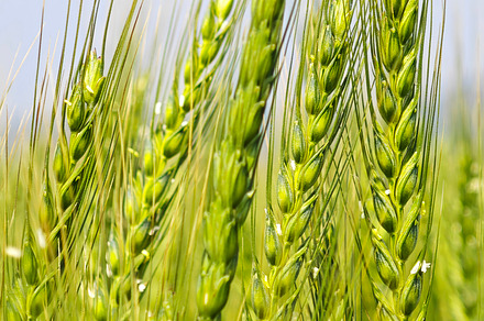 Close-up of Young green wheat growing in an agricultural field,, an Industrial Photo by salmon.black