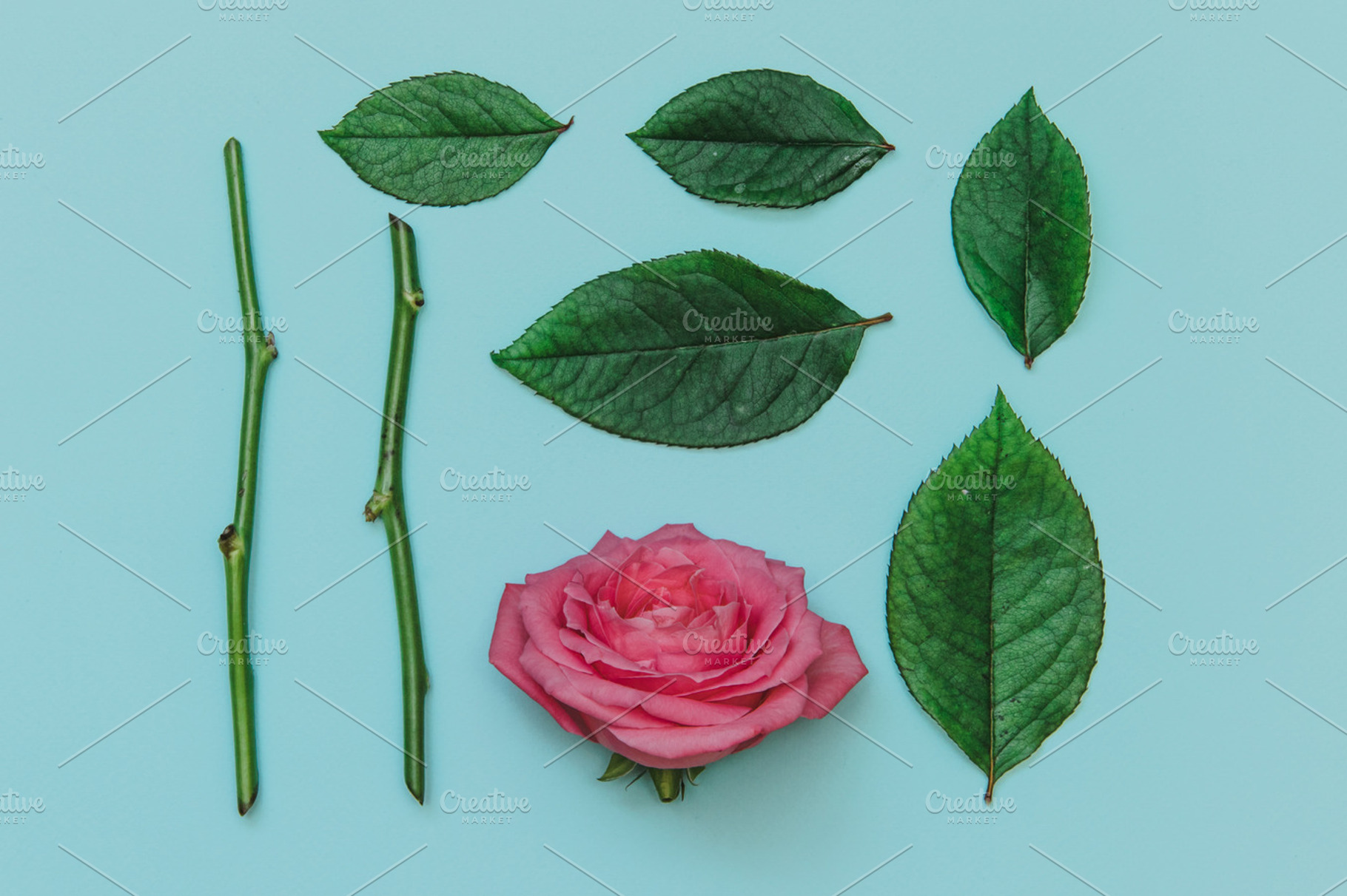 Rose's leaves layout featuring aerial, background, and beautiful, a Nature Photo by Katya Havok