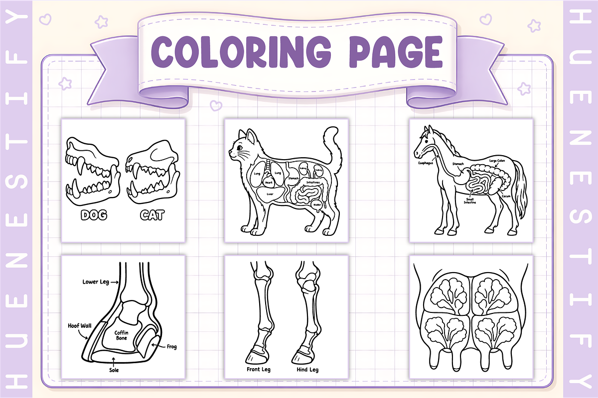 Veterinary Anatomy Coloring Book, an Education Illustration by HueNestify (Photo 3 of 4)