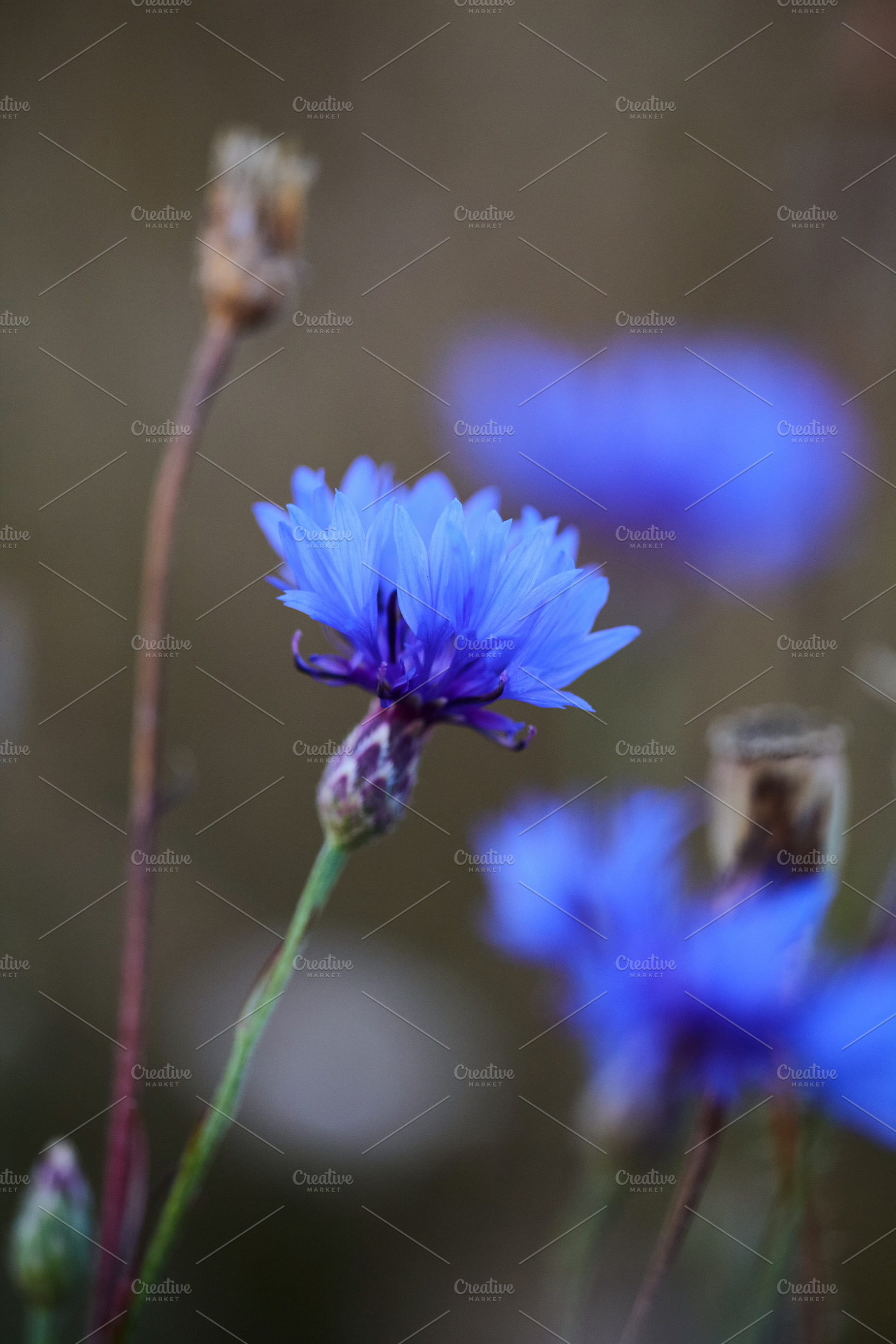 Blue cornflower blooming in field vertical macro photo. Close-up photo of vibra, a Nature Photo by Rohan Photography