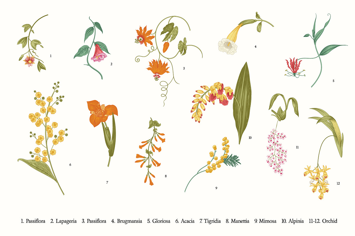Bloom. Chinoiserie inspired, a Decorative Illustration by olga.korneeva (Photo 8 of 12)