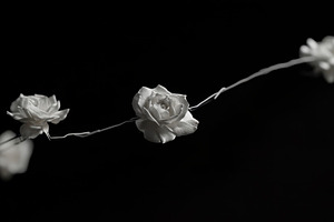 Elegant white roses on a string, a Photo by Beautiful things