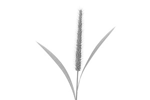 Grass Giant Foxtail Straight