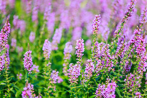 purple heather in the garden