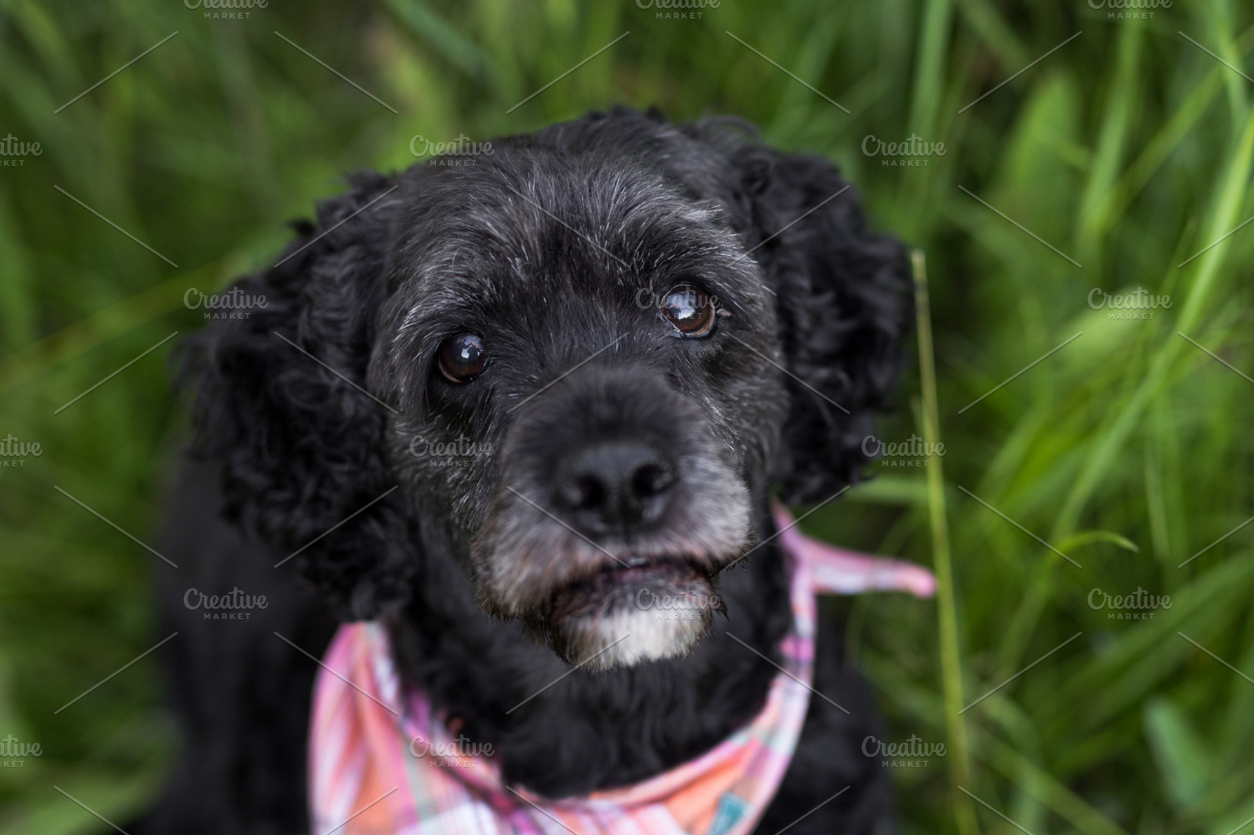 Cocker Spaniel Wearing Bandana, an Animal Photo by BrindleBerry Acres