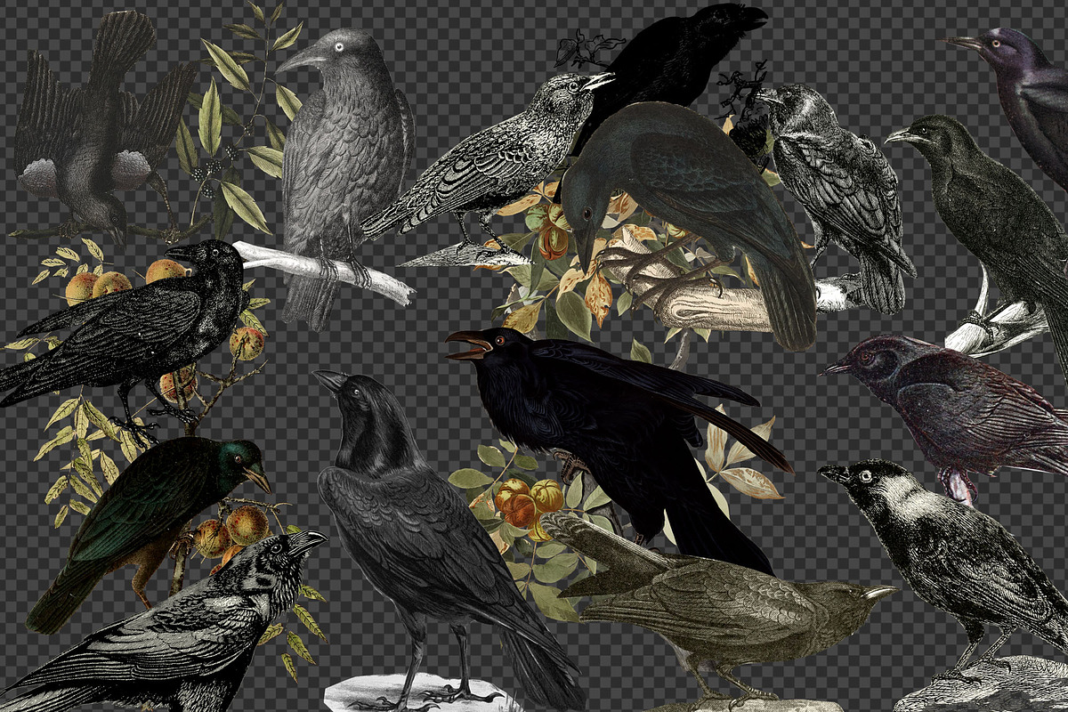 Vintage Ravens and Crows Clipart, an Illustration by Digital Curio (Photo 3 of 4)