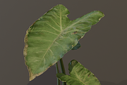 The BroadLeaf Taro Bush, a Plants & Tree 3D Model by FuturePastCreatives (Thumbnail 6 of 19)