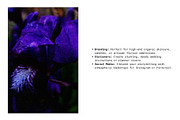 Dark bloom. Floral Backgrounds, a Background Graphic by PaperJamLab (Thumbnail 12 of 14)