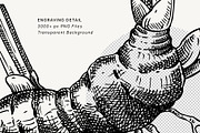 Medicinal Roots Illustrations Set, a Healthcare Illustration by Yevheniia (Thumbnail 8 of 12)