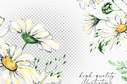 Watercolor Daisies, an Object Illustration by Olga Koelsch (Thumbnail 4 of 12)