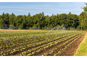 Strawberry field with irrigation in Germany, a Nature Photo by Leonid Andronov