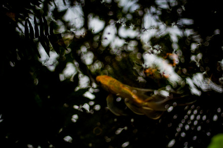 A fish and the reflection of water