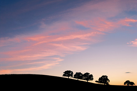 Oak on the hills silohoutte stock photo containing bay and area, an Arts & Entertainment Photo by Always Wanderlust