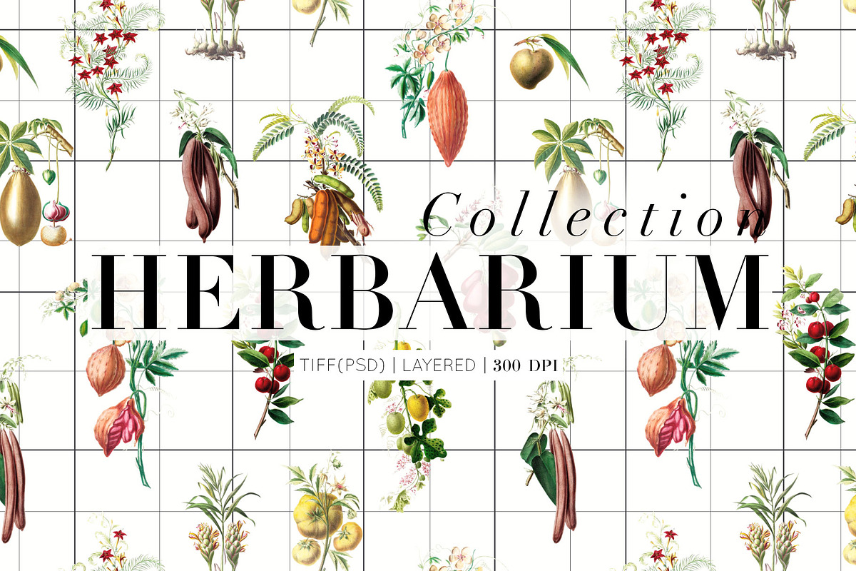 Herbarium Collection prints & more!, a Pattern Graphic by Pink Linen (Photo 1 of 15)