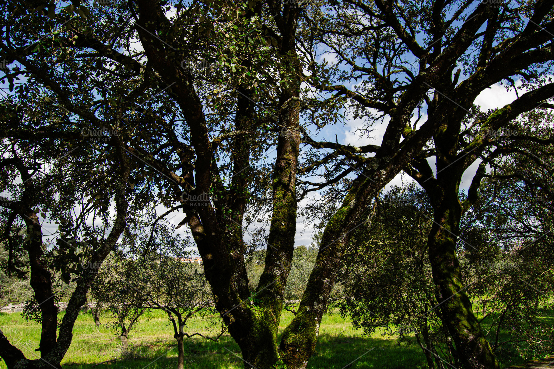 Scenic oak trees in lush countryside setting near Fatima, Portugal, a Photo by AS photostudio