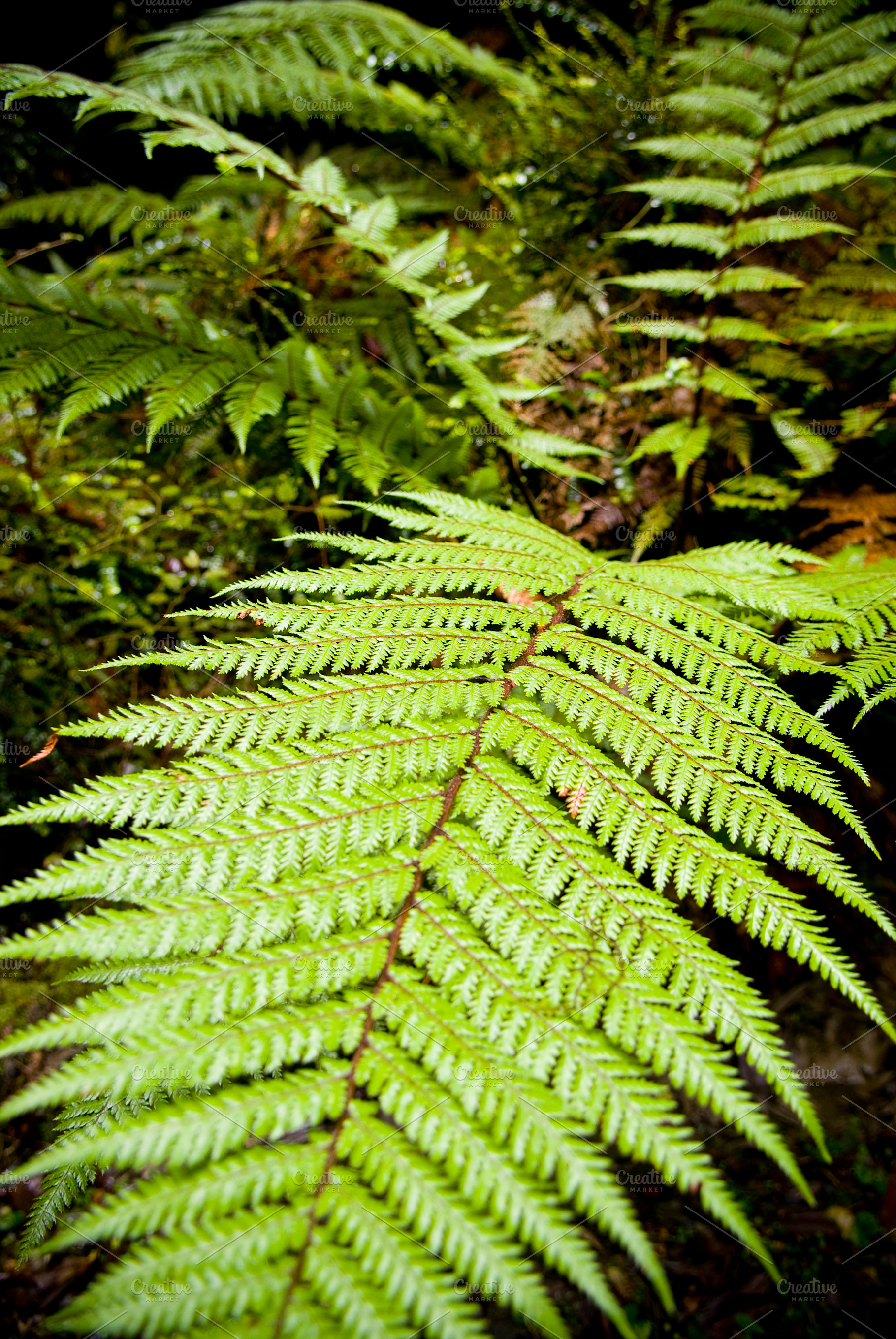 Fern Leaf Detail, a Nature Photo by THP Creative