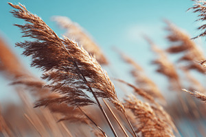 Wind in tall grass by water, a Photo by Beautiful things