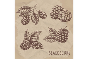 Illustration set of drawing blackberry raspberry. Hand draw illustration set for design. Vector engraving drawing antique illustration of blackberry with leafs.