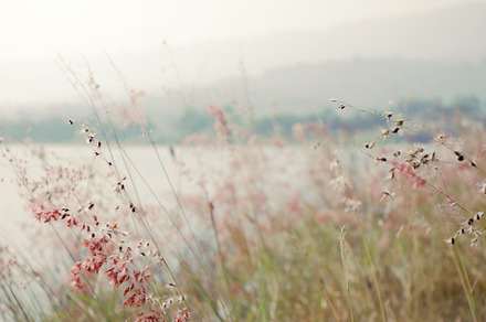 Beautiful Grassland By A Reservoir Featuring Grassland Flower And Hill preview 6