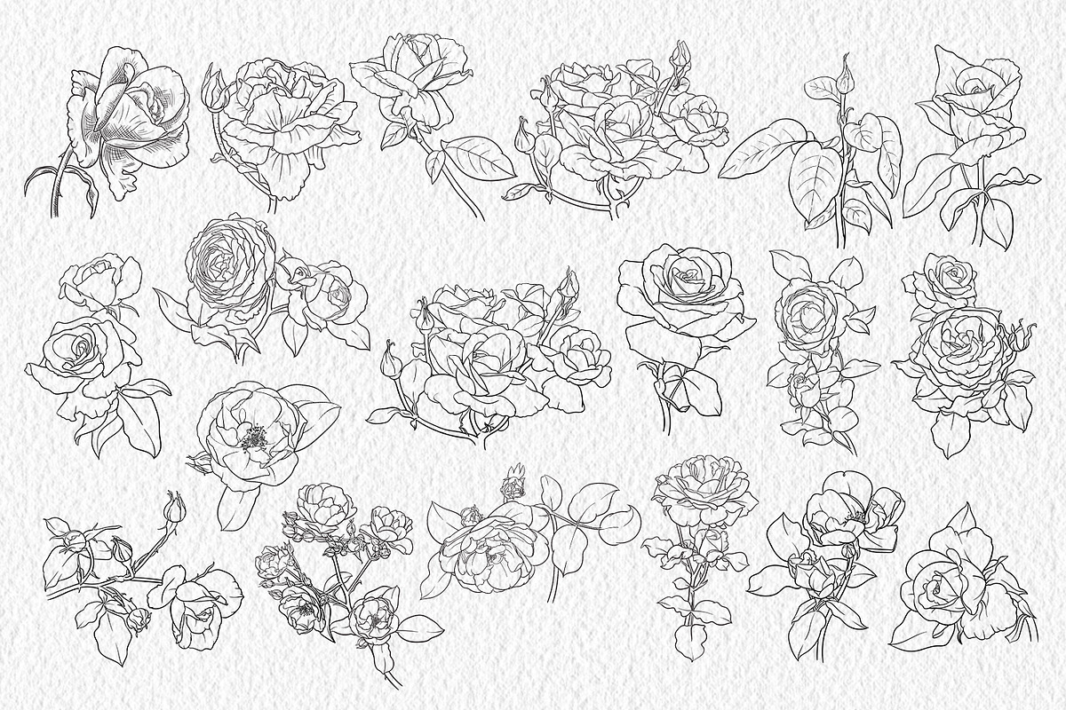 Roses - outline clipart, a Decorative Illustration by ViktoriArt (Photo 2 of 4)