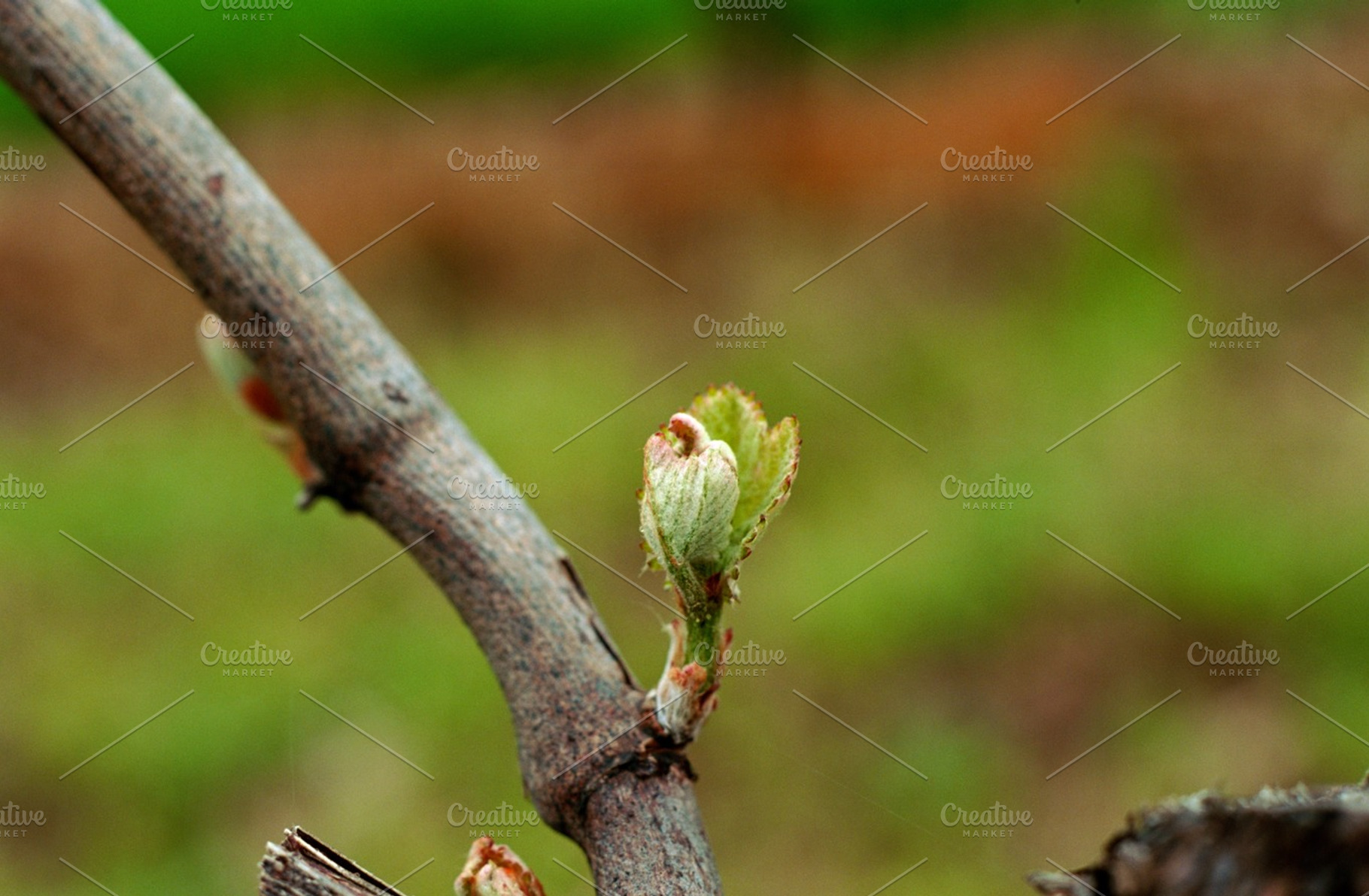Macro of Bud Break on a grape vine, a Nature Photo by David Krug Photography