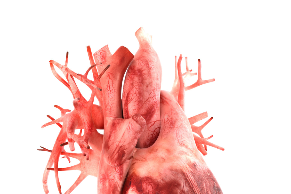 Human internal organs, a Characters & Person 3D Model by konstantin.ermolaev (Photo 19 of 46)