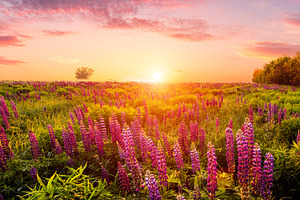 Majestic lupines field bathed in vibrant sunrise glow. A tranquil countryside s, a Nature Photo by Eugene_Photo