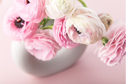 Tender ranunculus flowers, a Nature Photo by MAnuta
