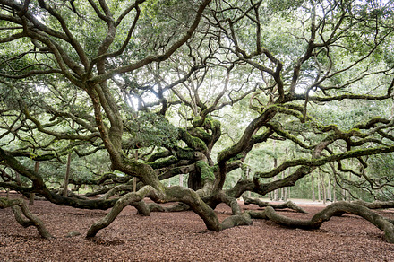 Angel oak stock photo containing tree and oak