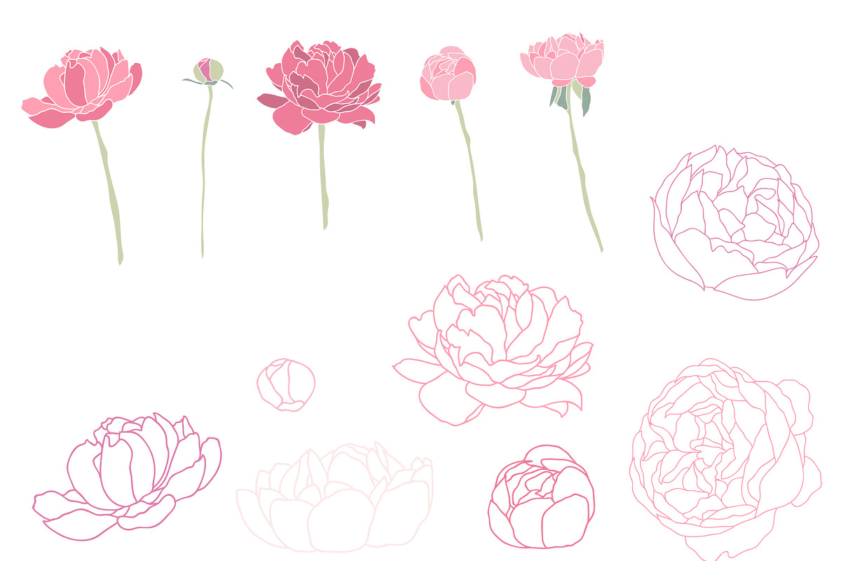 Flower Peonies preview 3