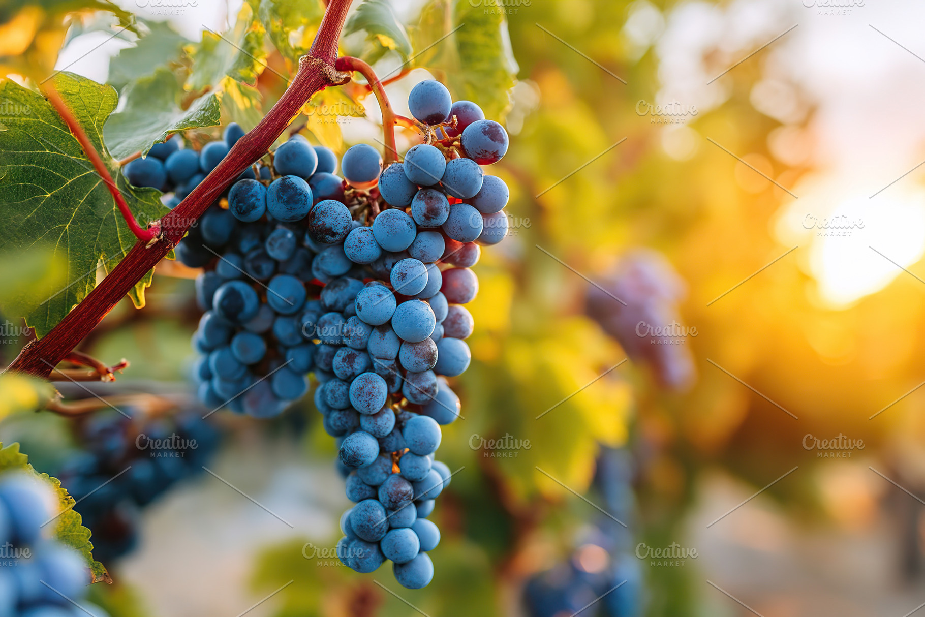 Bunch of ripe blue grapes hanging on the vine during sunset in a vineyard, a Food & Drink Photo by AlyaAnd