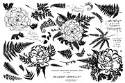 Vintage Peonies and Ferns Graphics, an Illustration by shawnanonna (Thumbnail 2 of 2)