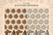Autumn Moths & Dried Botanicals, an Animal Illustration by Ink Stories (Thumbnail 11 of 18)