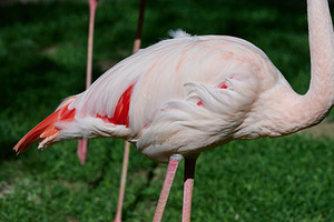 Pink flamingo stands against green grass, sunny day, an Animal Photo by ndanko