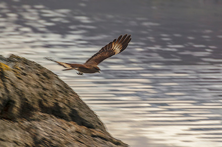 Brown eagle flying over river,, an Animal Photo by DanFLCreativo
