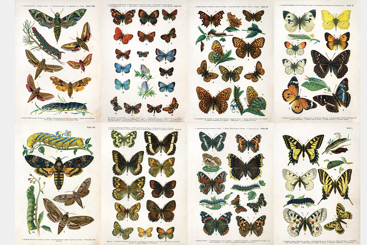 Butterfly Identification Charts, a Decorative Illustration by Digital ...