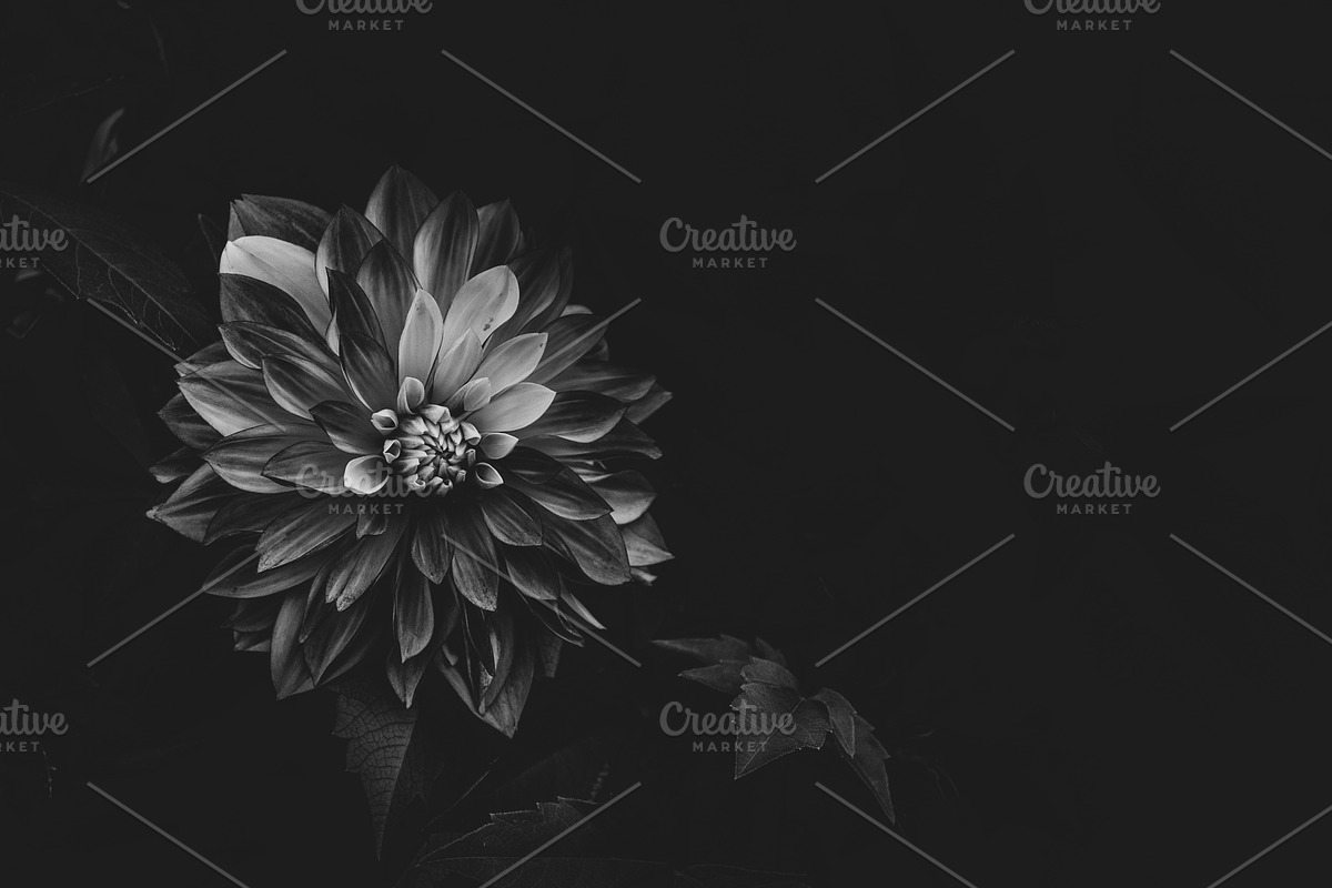 Dahlia on Dark Black x2, a Nature Photo by Bronwyn Voth (Photo 2 of 2)