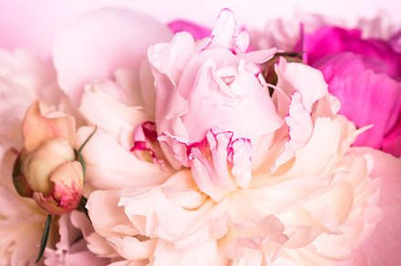 Peonies on pink stock photo containing abstract and background, a Nature Photo by oksix