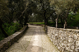 Cobblestone pathway surrounded by trees in Fatima, Portugal scenic nature, a Photo by AS photostudio