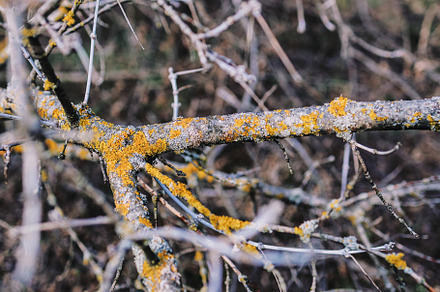in the forest bare tree branches with yellow moss close-up, a Nature Photo by TanaCh