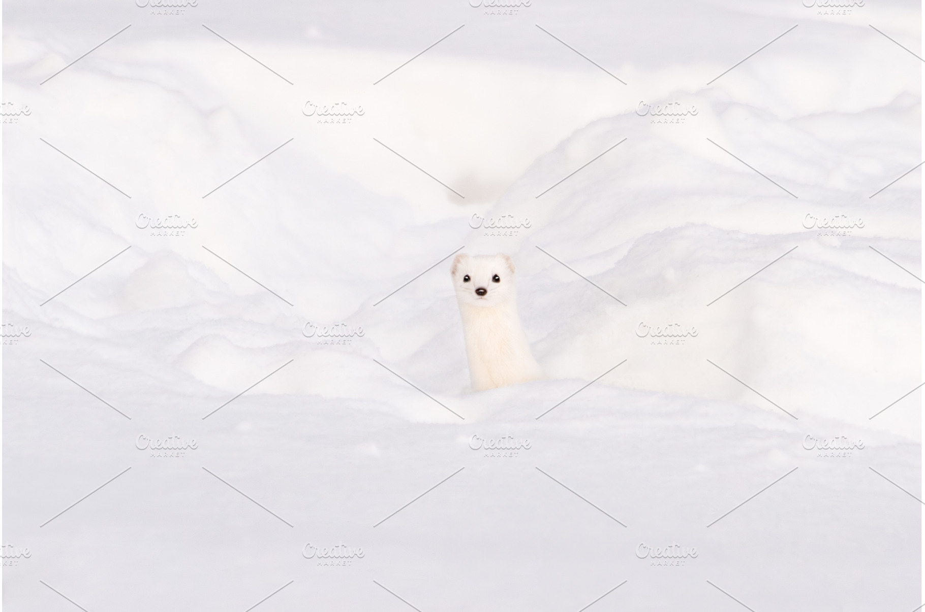 Minimalist portrait of a weasel, an Animal Photo by Pakosta
