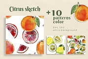 Citrus sketch. Oranges and lemons, a Food Illustration by irina.vaneeva (Thumbnail 6 of 11)