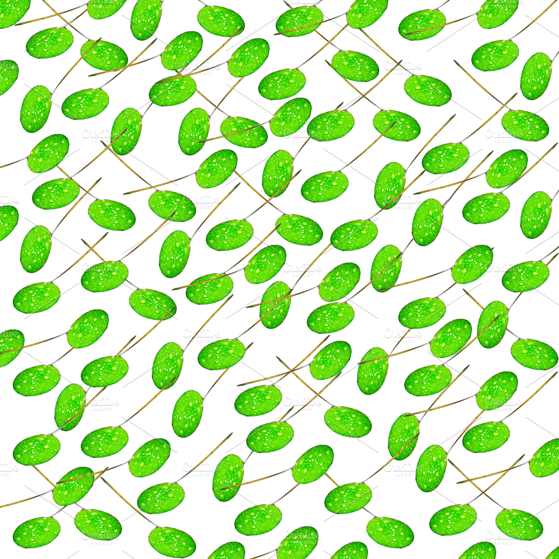 Lilly Pads on White Background, a Background Photo by THP Creative