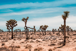 Joshua trees landscape stock photo containing background and blue