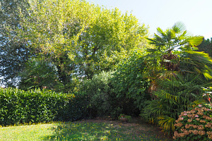trees and meadow useful as background, a Photo by WorldOfPhotos