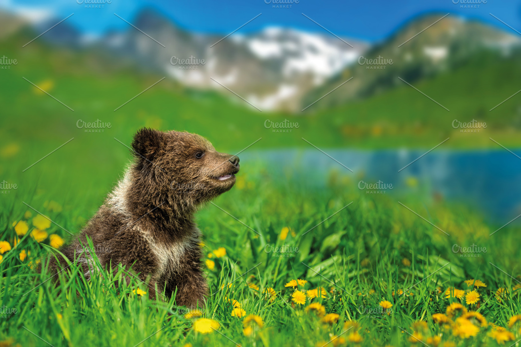 Bear cub on the summer meadow. Ursus arctos in grass with yellow, an Animal Photo by Byrdyak