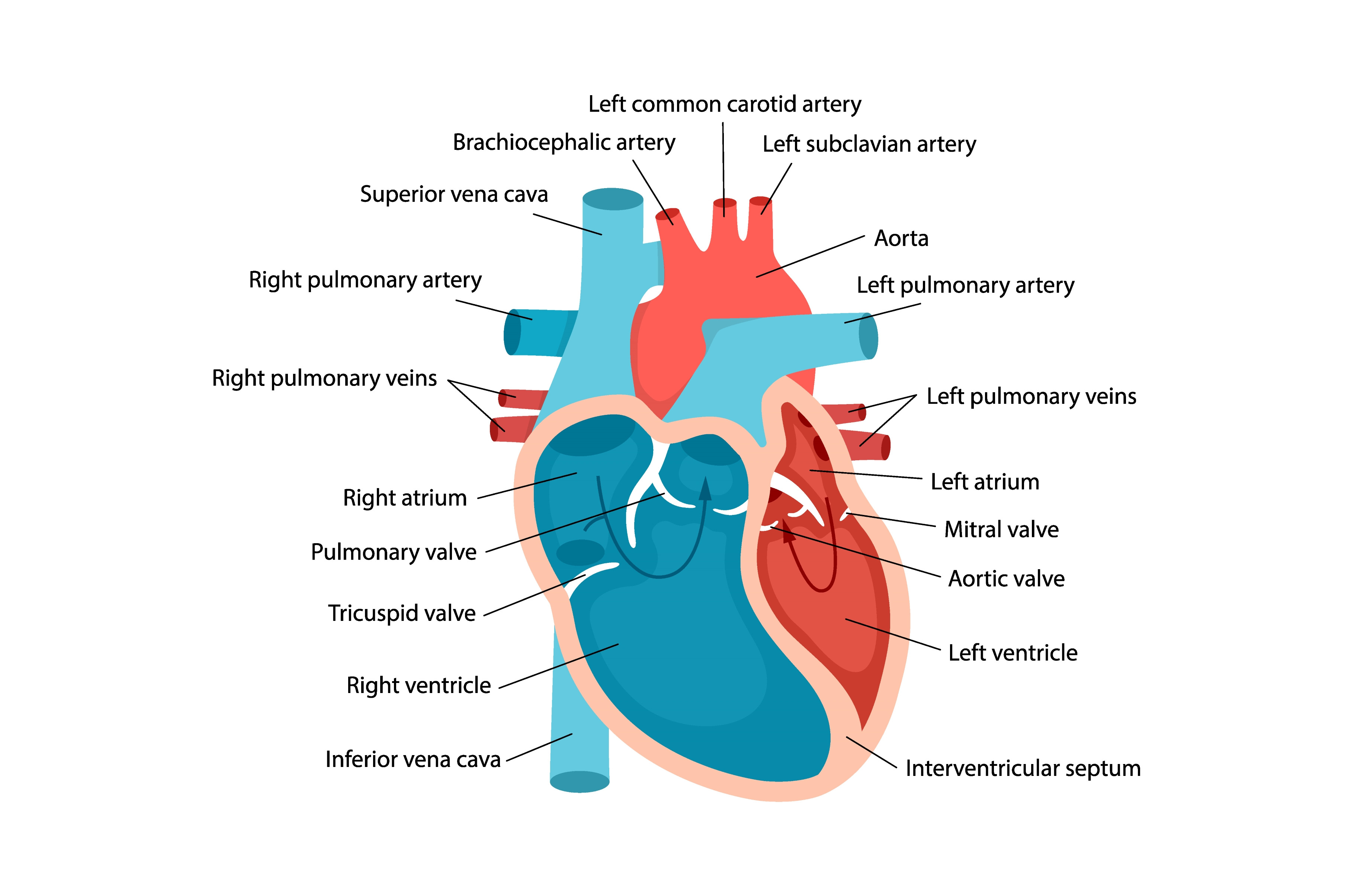 Heart anatomy close-up with, an Object Graphic by GraphiShop