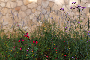 Delicate Wild Flowers Blooming in a Rustic Garden with Stone Wal, an Architecture Photo by Bepslabor