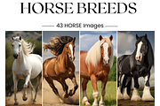 Horse Breeds Images, White Horses, an Animal Photo by BrushstrokeArtGB (Thumbnail 1 of 5)